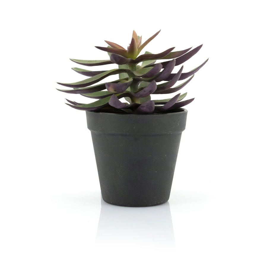 Vetplant Succulent-2 kunst