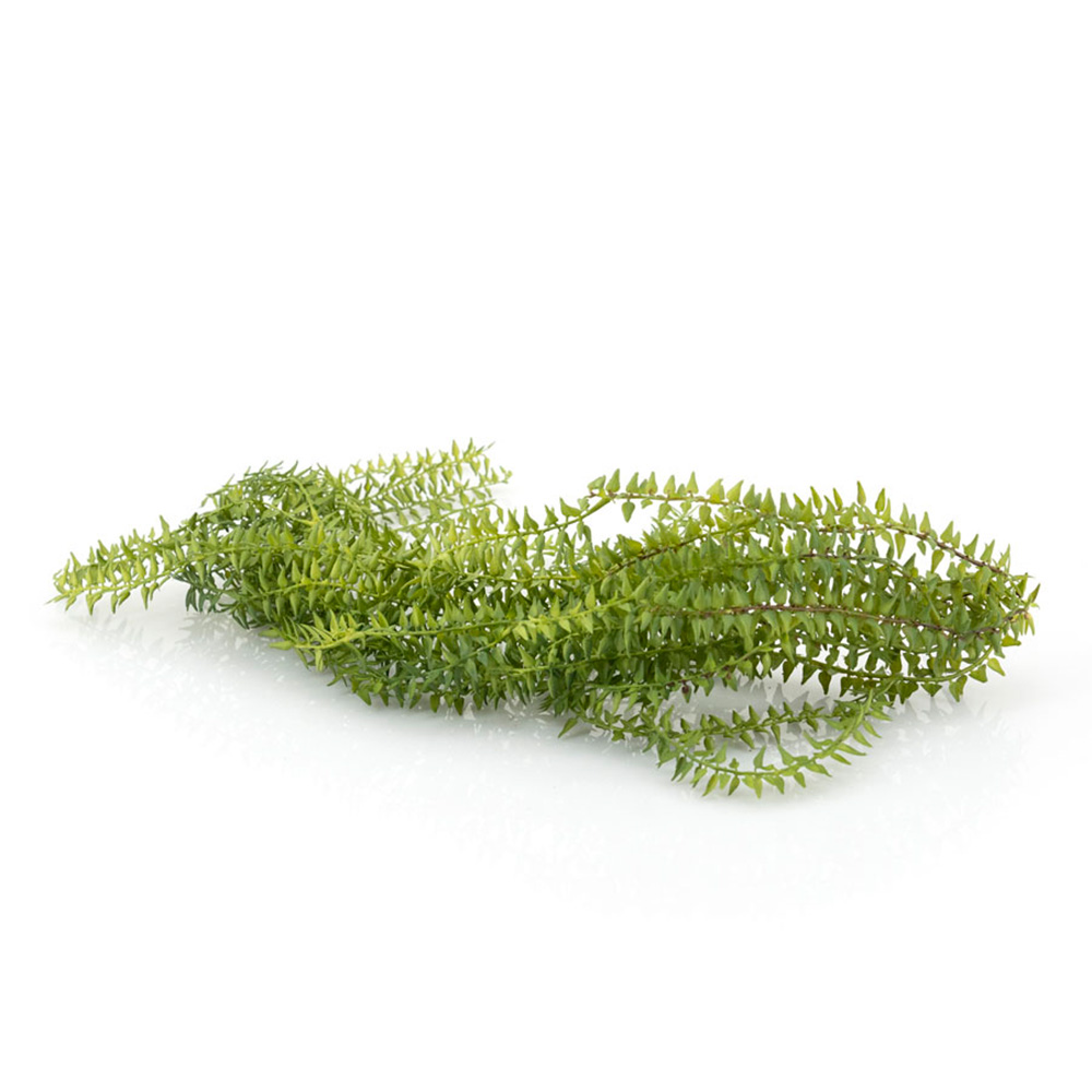 Hangplant Ficus on stick